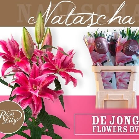 LILY ORIENTAL - ROSELILY NATASCHA