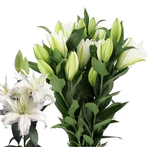 LILY ORIENTAL - ROSELILY RAFAELA