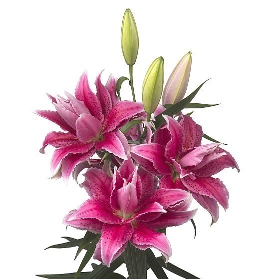 LILY ORIENTAL - ROSELILY THALITA