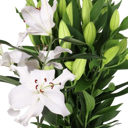 LILY ORIENTAL - SANTANDER