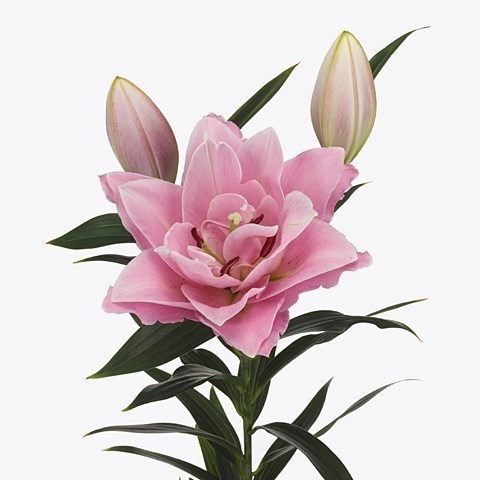 LILY ORIENTAL - SARAH BERNHARD 85cm 2+ | Wholesale Dutch Flowers & Florist  Supplies UK
