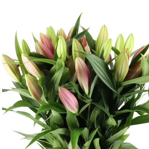 LILY ORIENTAL - SAVIO