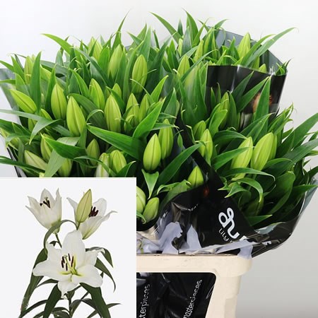 LILY ORIENTAL - SEMPIONE