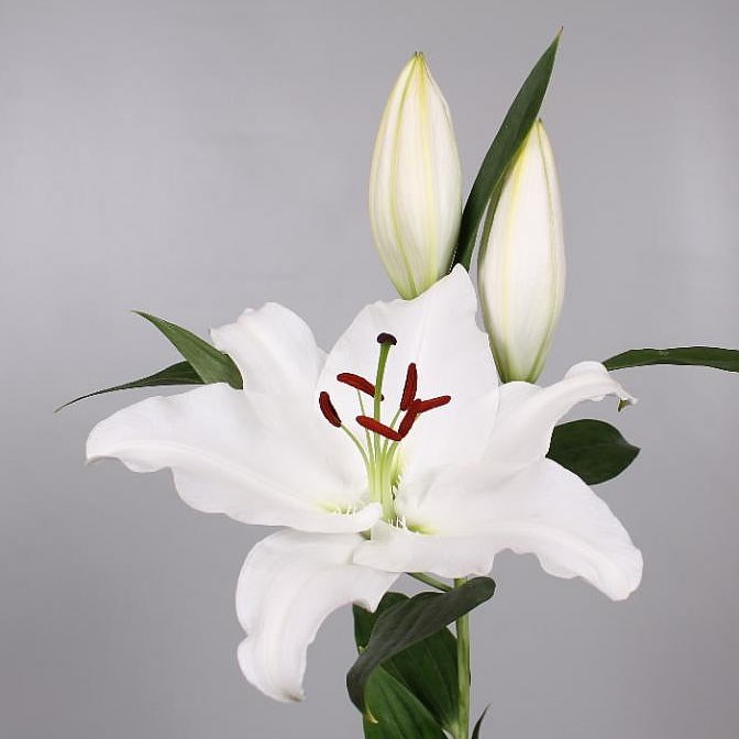 Lily Oriental - Signum