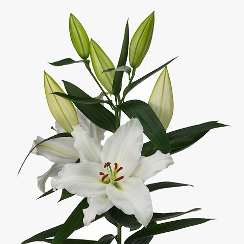 LILY ORIENTAL - SISTO