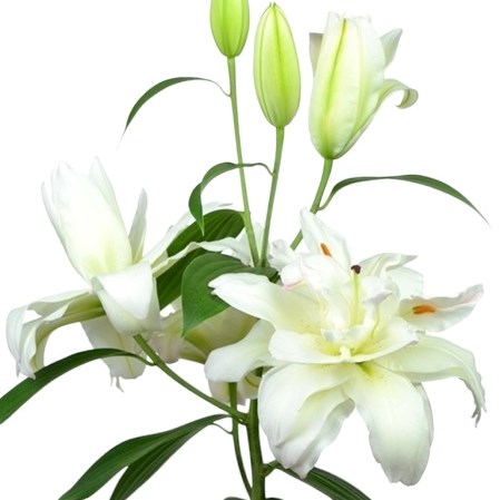 LILY ORIENTAL - SNOWWORLD