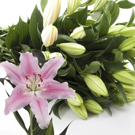 LILY ORIENTAL - SORBONNE