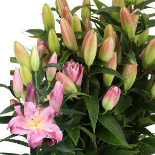 LILY ORIENTAL - SPRING CITY