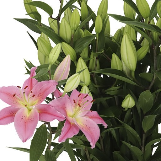 LILY ORIENTAL - TARRANGO