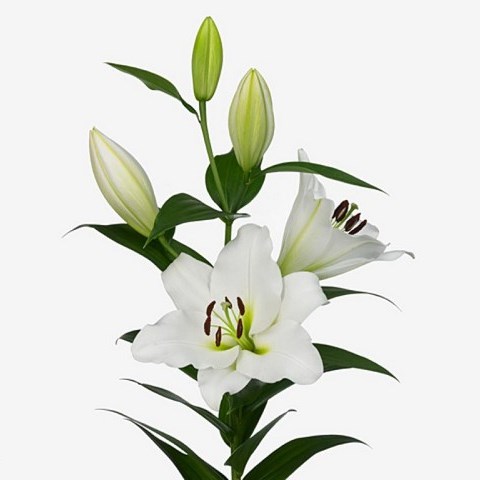 LILY ORIENTAL - TISENTO
