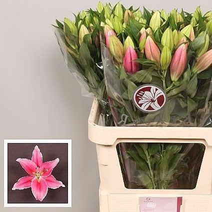 LILY ORIENTAL - TOBA