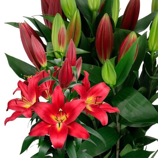 LILY ORIENTAL - TOUCHSTONE