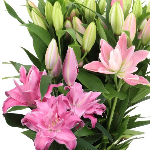 LILY ORIENTAL - TRENTINO