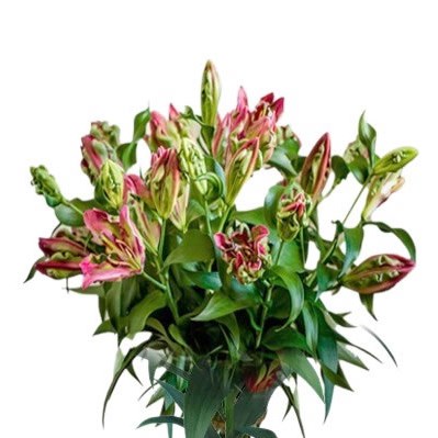 LILY ORIENTAL - TROPIC DRAGON