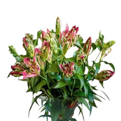 LILY ORIENTAL - TROPIC DRAGON