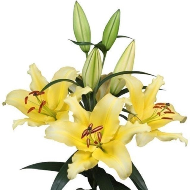 LILY ORIENTAL - VIGNERON