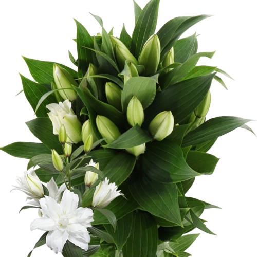 LILY ORIENTAL - WHITE TORNADO