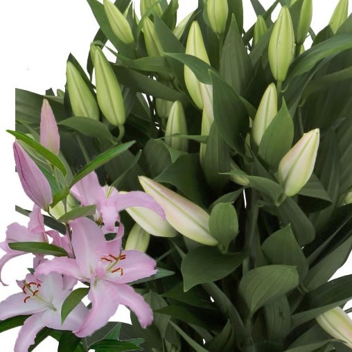 LILY ORIENTAL - WILLEKE ALBERTI