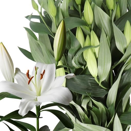 LILY ORIENTAL - ZAMBESI