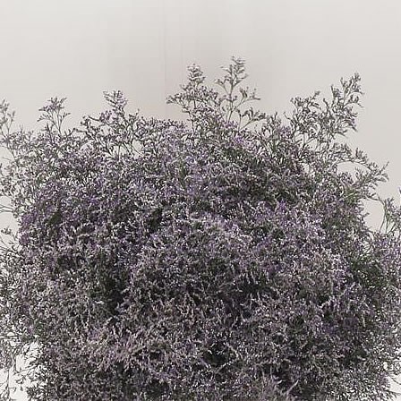 LIMONIUM BELTLAARD