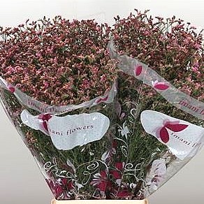 LIMONIUM CHINA RED