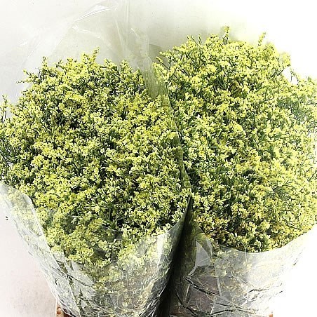LIMONIUM CHINA SUMMER