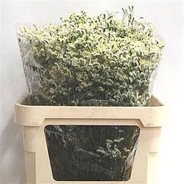 LIMONIUM CHINA WHITE