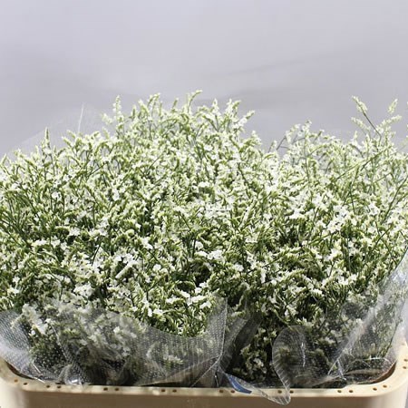 LIMONIUM CHINA WHITE