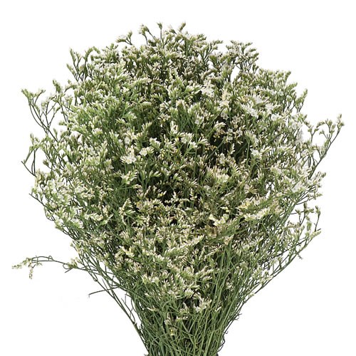 LIMONIUM CHINA WHITE