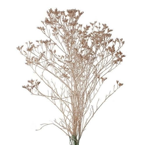 LIMONIUM DYED ANTIQUE GOLD