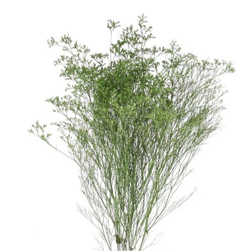 LIMONIUM DYED APPLE GREEN