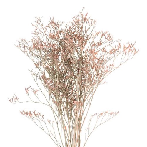 LIMONIUM DYED APRICOT