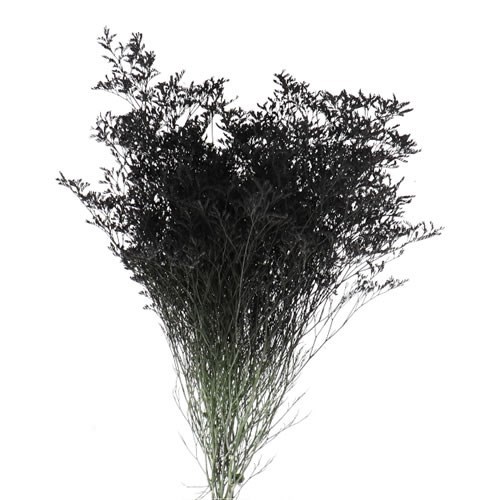 LIMONIUM DYED BLACK