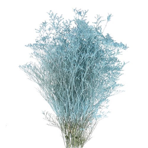 LIMONIUM DYED BLUE ICE