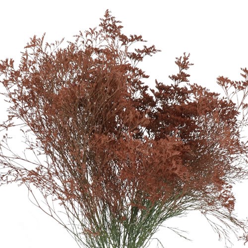 Limonium dyed Brown