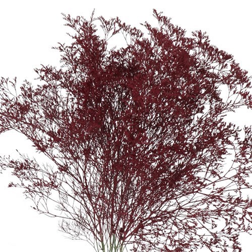 LIMONIUM DYED BURGUNDY