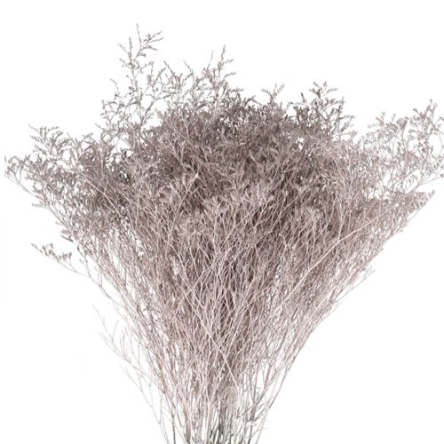 Limonium dyed Champagne