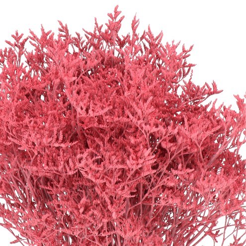 LIMONIUM DYED CORAL