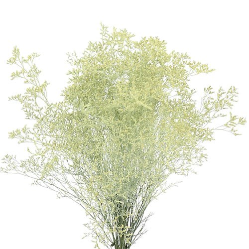 LIMONIUM DYED CREAM