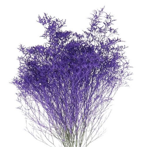 LIMONIUM DYED DARK VIOLET