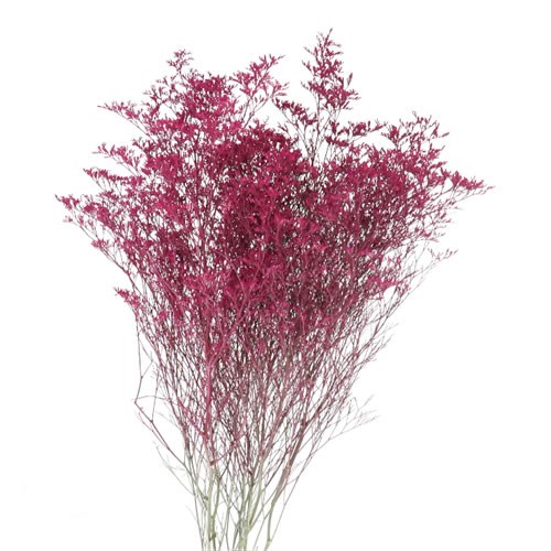 Limonium dyed Erica