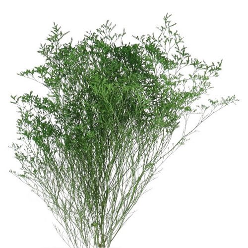 LIMONIUM DYED GREEN
