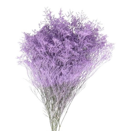 LIMONIUM DYED LAVENDER