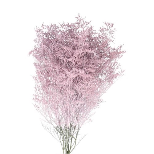 LIMONIUM DYED LIGHT PINK
