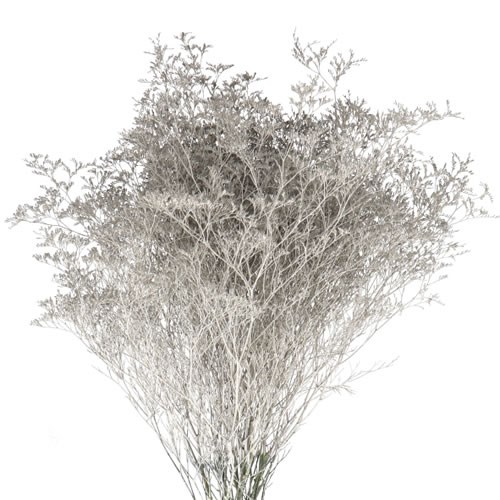 Limonium Dyed Platinum