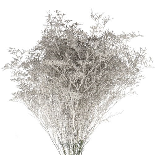 LIMONIUM DYED PLATINUM