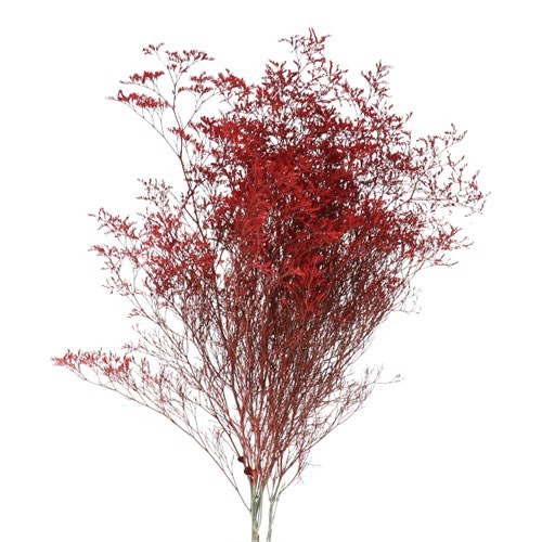 LIMONIUM DYED RED