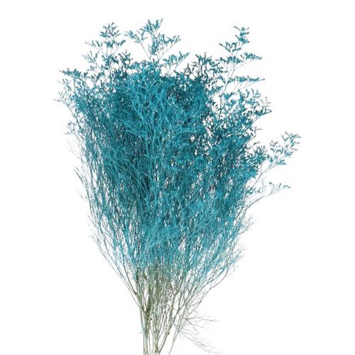 LIMONIUM DYED TURQUOISE