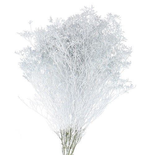 LIMONIUM DYED WHITE