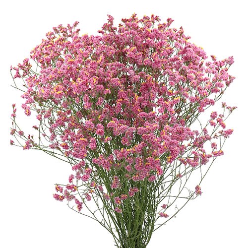 LIMONIUM HOT PINK DIAMOND
